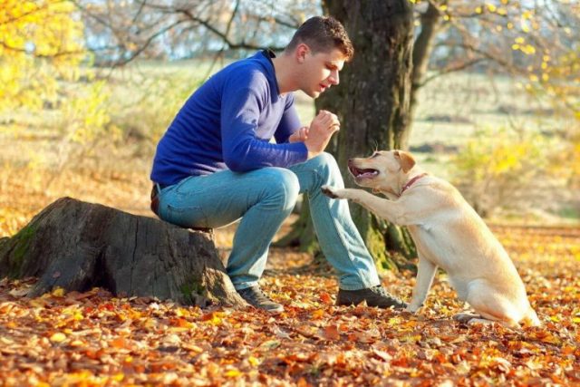 Vad betyder det när din hund slickar dina fötter, enligt experter på hundbeteende